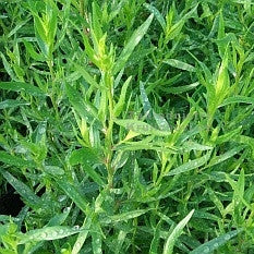 Pianta di Estragon (quello vero) vaso