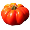 Pianta di Pomodoro costoluto Genovese in vaso