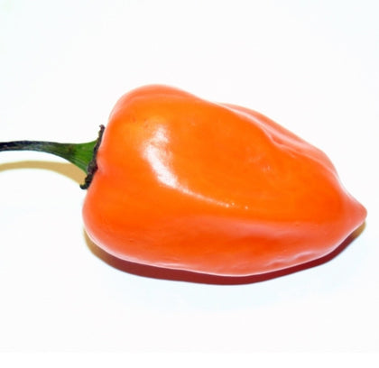 Pianta di Peperoncino Habanero Orange
