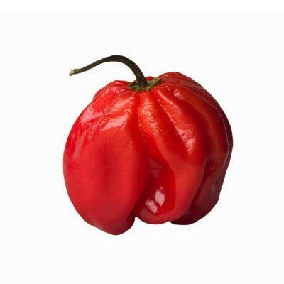 Pianta di Peperoncino Habanero red caribbean