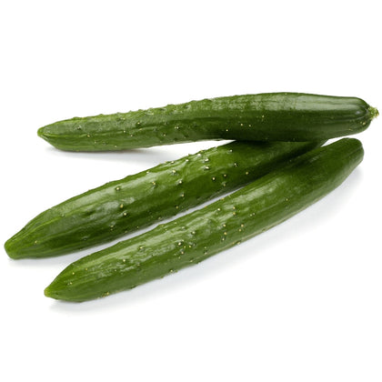 Pianta di Cetriolo lungo burpless vaso