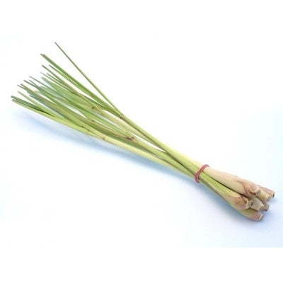 Pianta di Citronella (lemon grass) in vaso