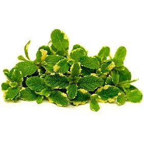 Pianta di Menta variegata all'ananas vaso