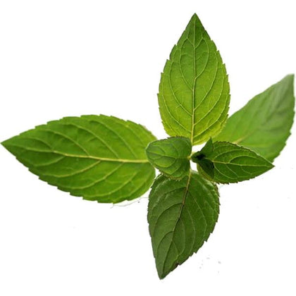 Pianta di Menta glaciale vaso