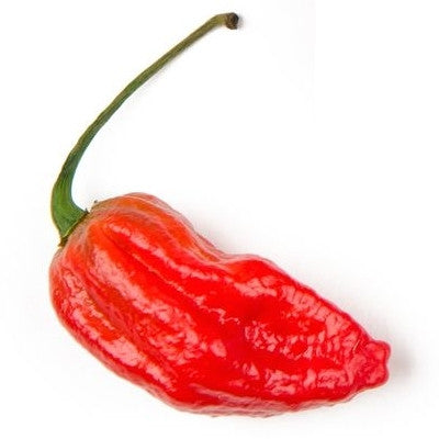 Plante de piment Naga Morich pot