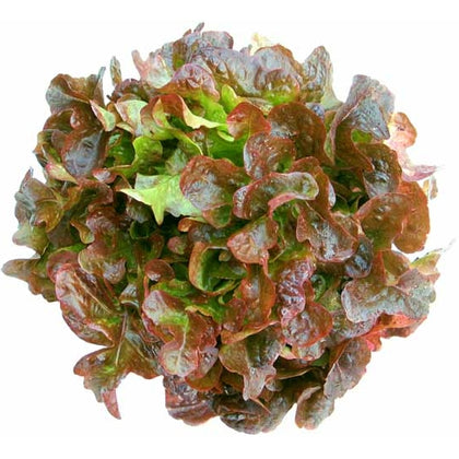 12 Piante di lattuga foglia di quercia rossa