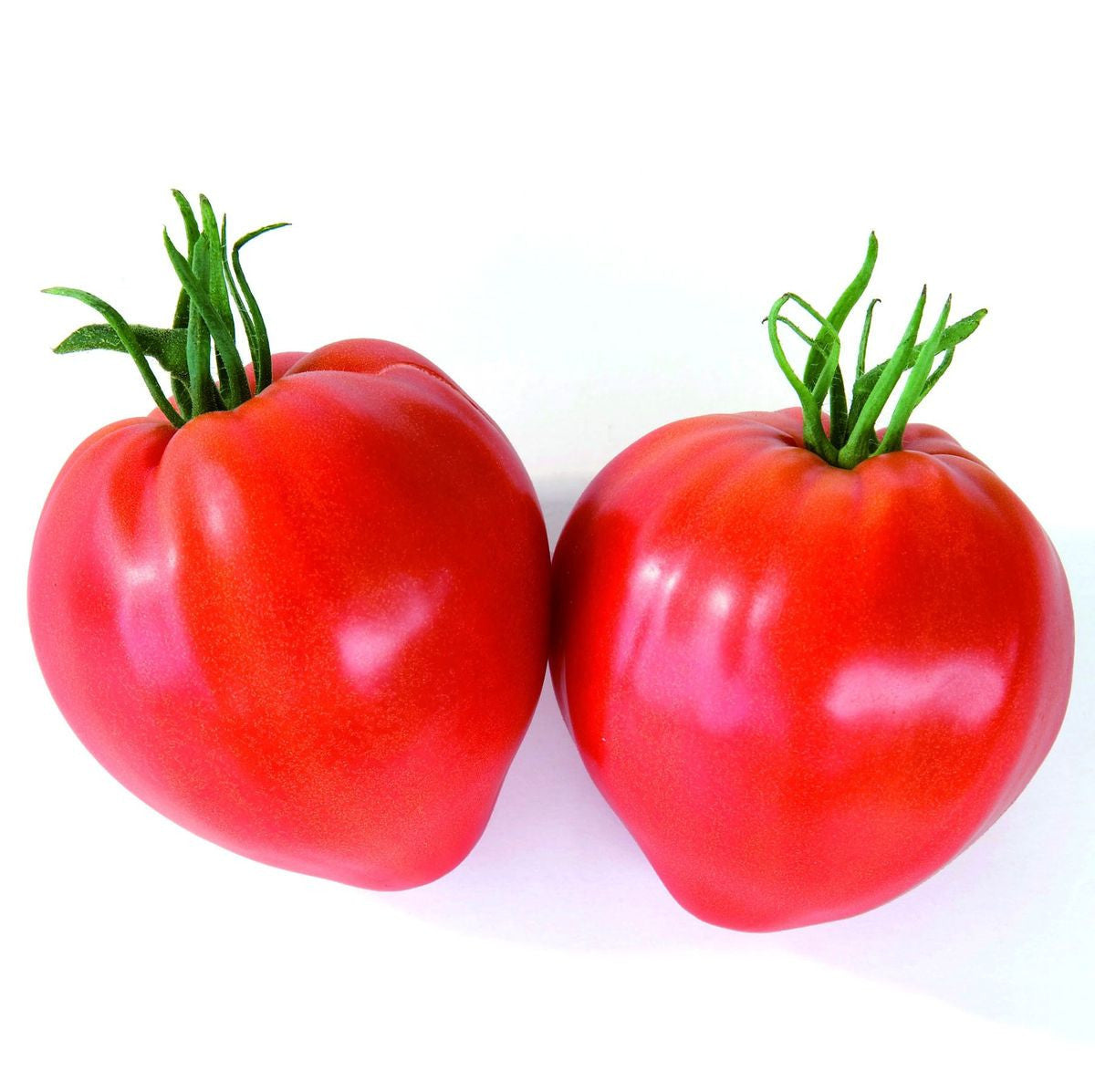 Pianta innestata di Pomodoro cuore di bue liscio