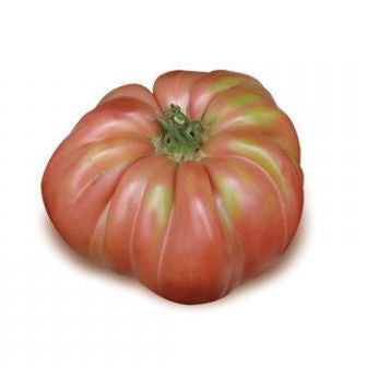 Pianta di Pomodoro Belmonte Oxheart in vaso