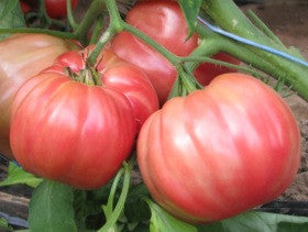 Pianta di Pomodoro Belmonte Oxheart in vaso
