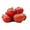 Plant de tomate rond Montfavet en pot