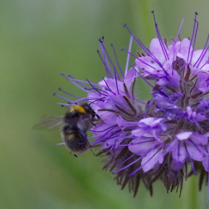 Pianta di Phacelia tanacetifolia vaso