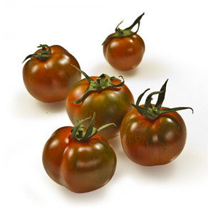 Pianta di Pomodoro tondo tipo camone in vaso