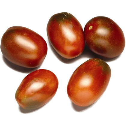 Pianta di Pomodoro ovale mini nero in vaso