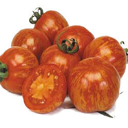 Pianta di Pomodoro tondo rosso striato in vaso