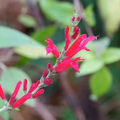 Pianta di Salvia ananas in vaso