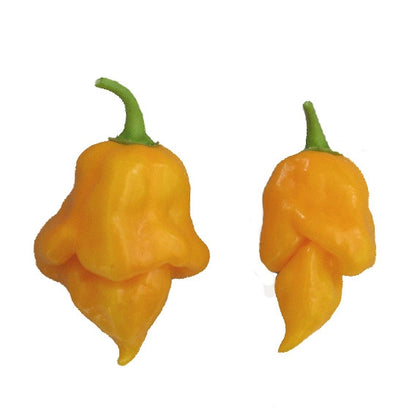 Pianta di Peperoncino Scorpion giallo vaso