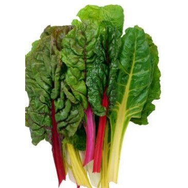 Pianta di Bietola a costa colorata vaso