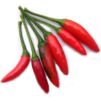 Pianta di Peperoncino Tabasco vaso