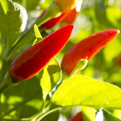 Pianta di Peperoncino Tabasco vaso
