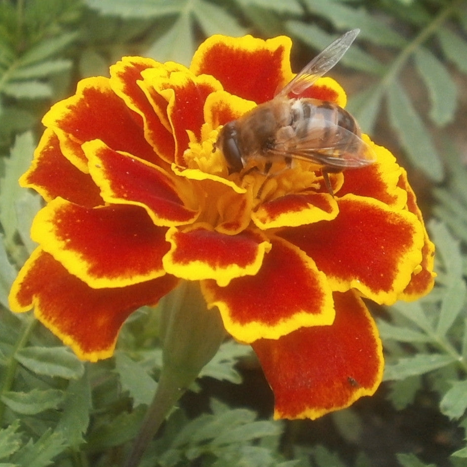 Pianta di Tagete patula vaso