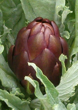 Pianta di Carciofo violetto Tema 2000