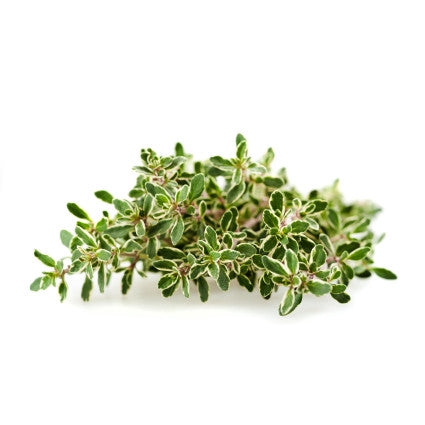 Thym citronné 'Lady D.' pot