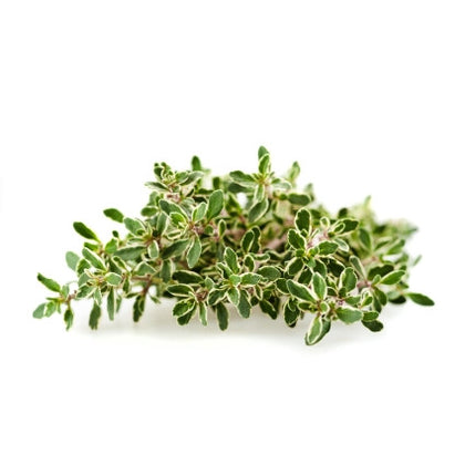 Pianta di Timo limone 'Lady D.' vaso