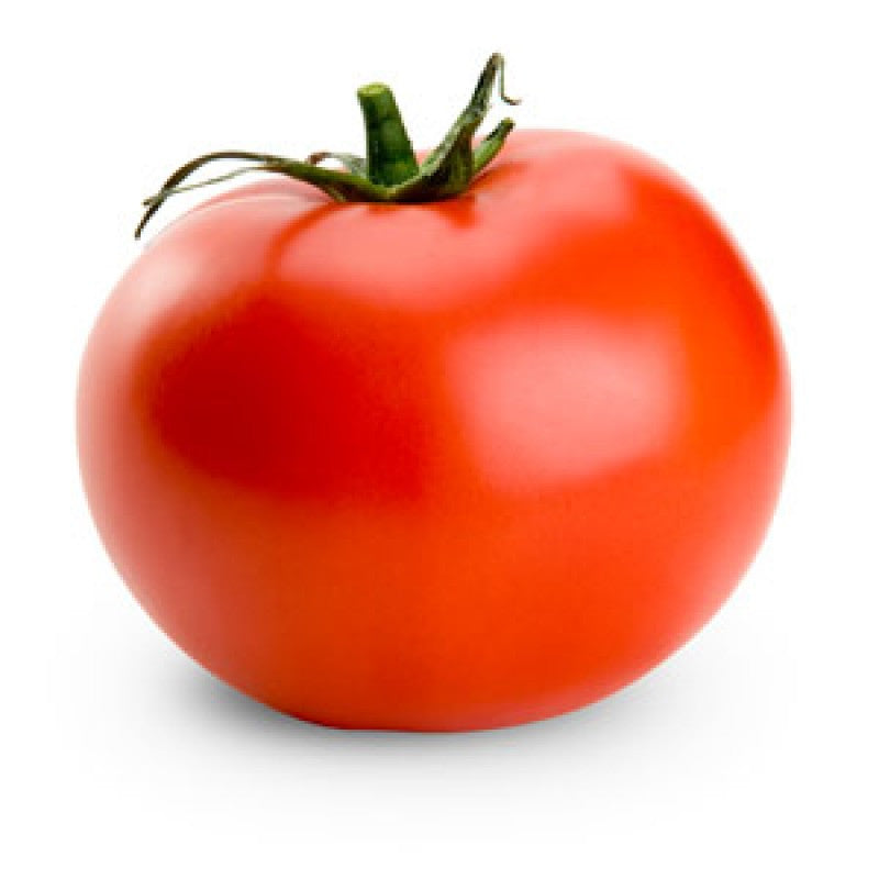 Plant de tomate ronde Montecarlo en pot