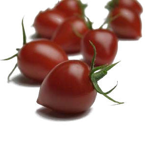 Plant de tomate fragolino en pot