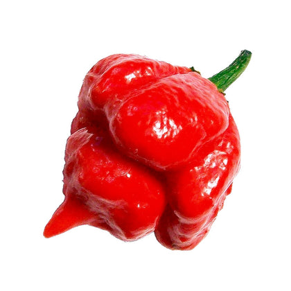 Pianta di Peperoncino Trinidad Scorpion vaso