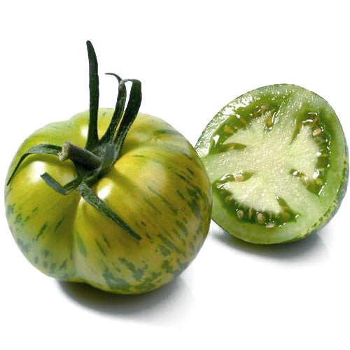 Pianta di Pomodoro tondo striato verde in vaso